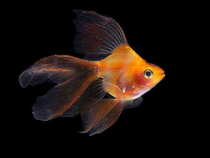 Рыба телескоп: фото и содержание в аквариуме