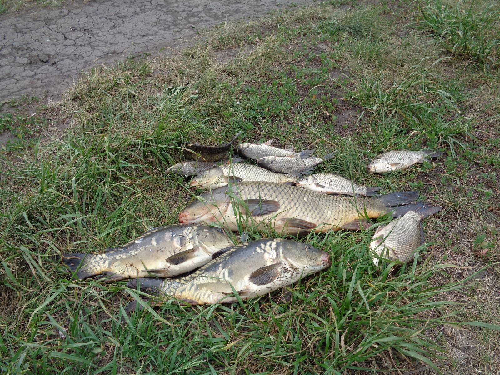 Рыбалка в кузькино белгородской области -по областям -рыбалка в белгородской области -рыбалка