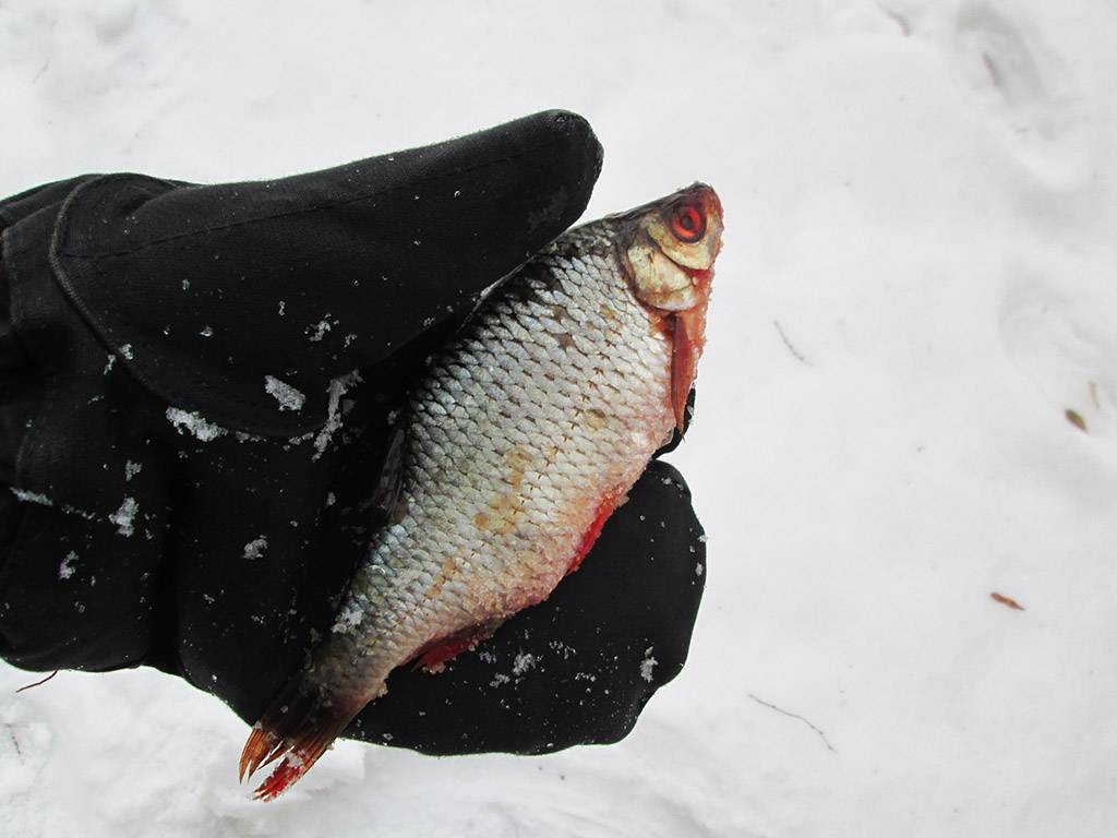 Ловля краснопёрки зимой - читайте на сatcher.fish