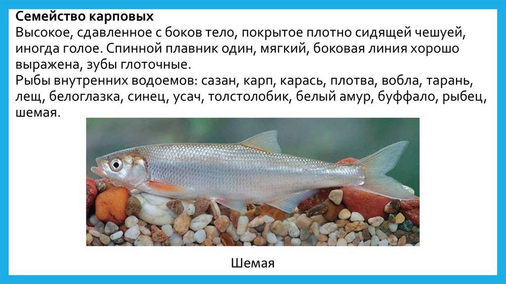 ???? чем популярен рыбец и почему на украине его зовут кефалью