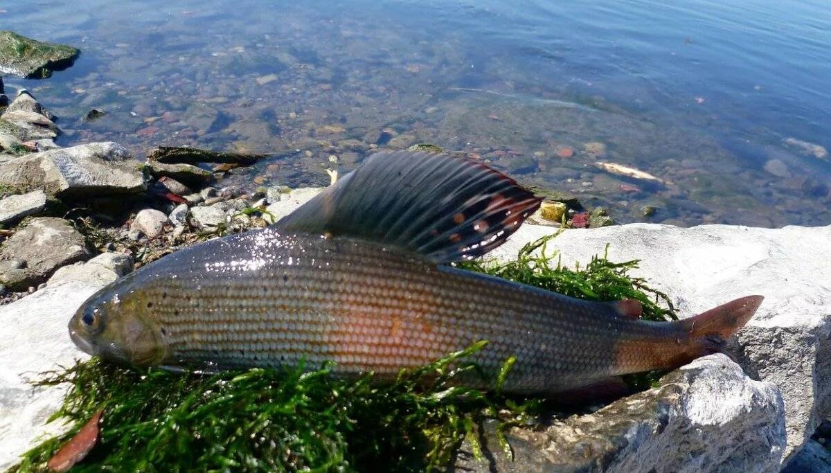 Рыбы байкала. описание, особенности, названия и фото видов рыбы в байкале | живность.ру