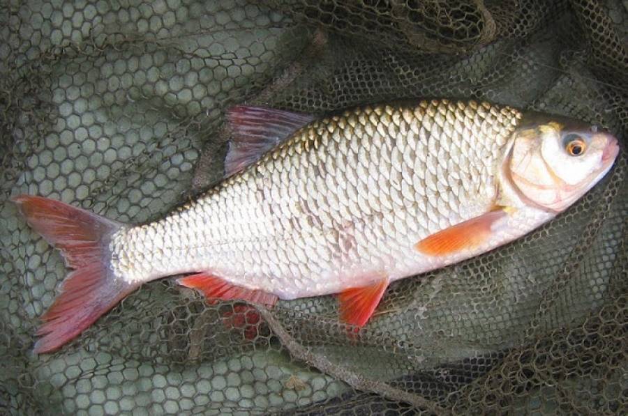 Красноперка: описание и фото рыбы, отличия от плотвы, ловля красноперки