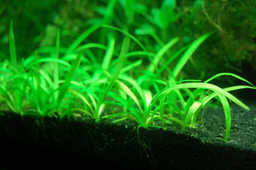 Сагиттария: характеристика видов аквариумного растения (карликовое, жестколистное, широколистное и шиловидное)