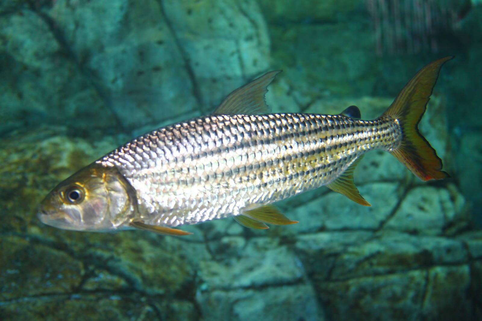 ???? речная рыба голиаф: характеристика, обитание, чем опасна и интересна
