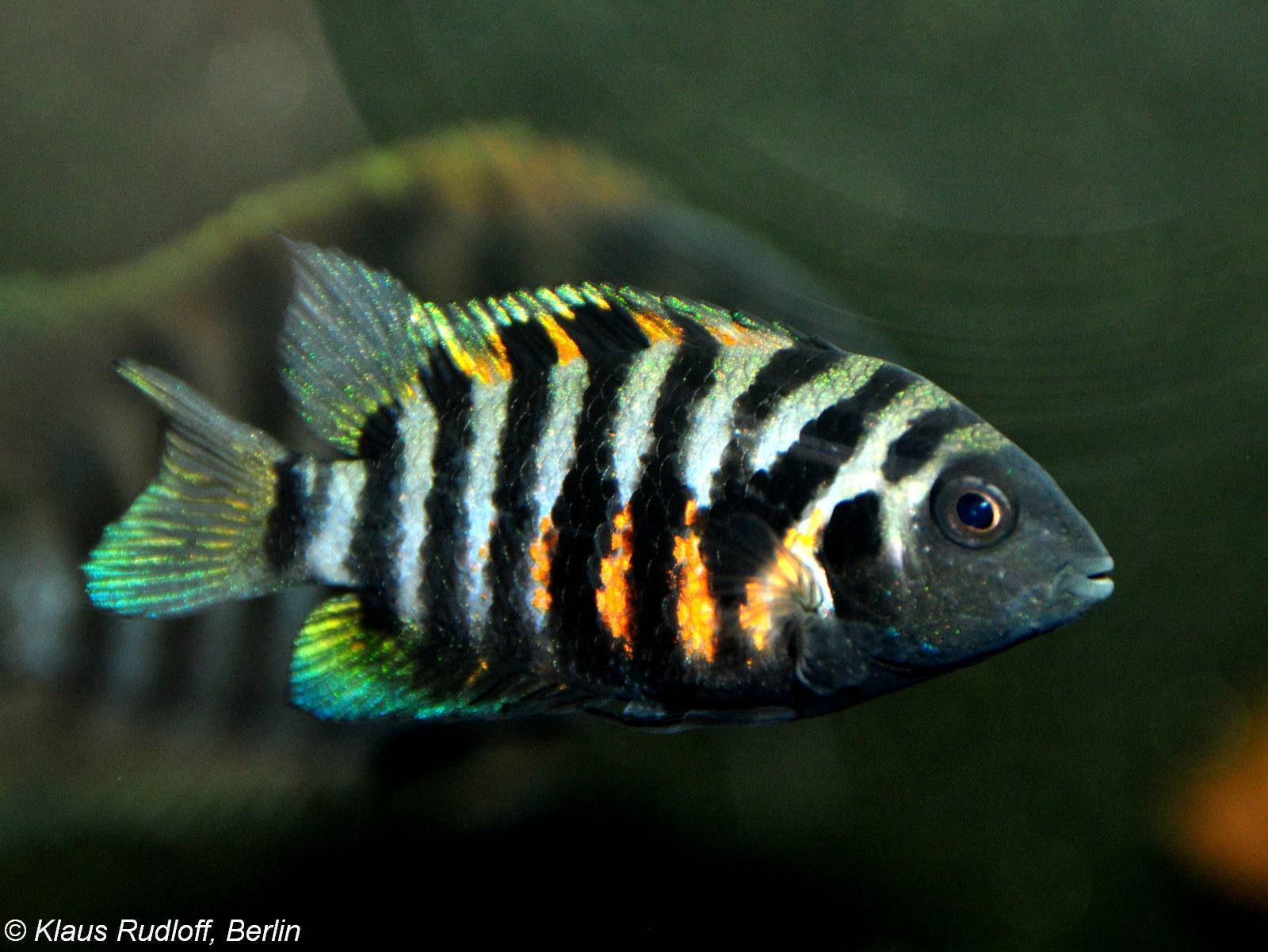 Чернополосая цихлазома: фото, описание, содержание и совместимость с другими рыбами