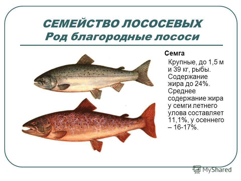 Лосось: описание рыбы, отличие от семги, где водится, нерест, способы ловли