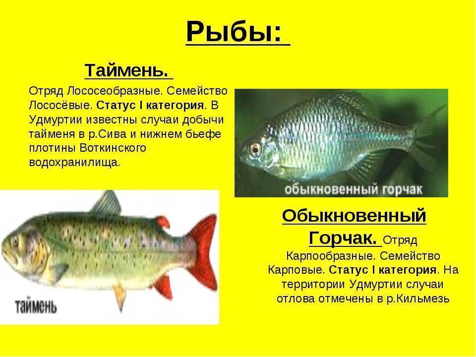 Рыбы Удмуртии: образ жизни распространенных и редких видов