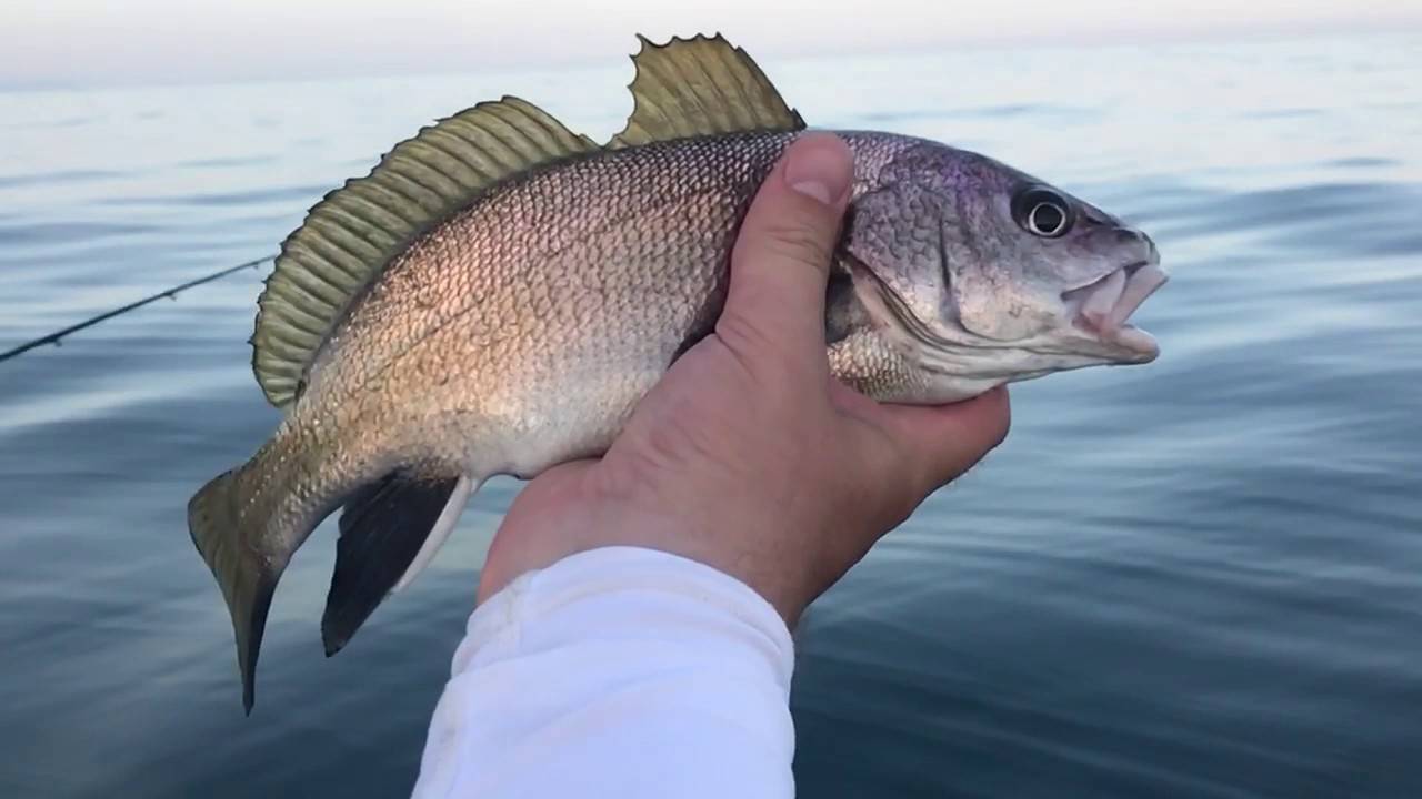 Рыба «горбыль тёмный» фото и описание
