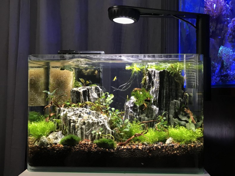 Маленький аквариум: требования к содержанию, виды небольших рыбок для резервуара объёмом 10 литров