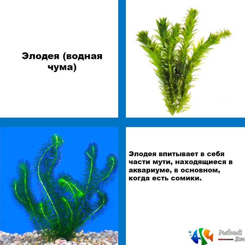 Аквариумное растение элодея : виды, условия содержания и ухода, размножение, болезни, посадка | мир домашних животных