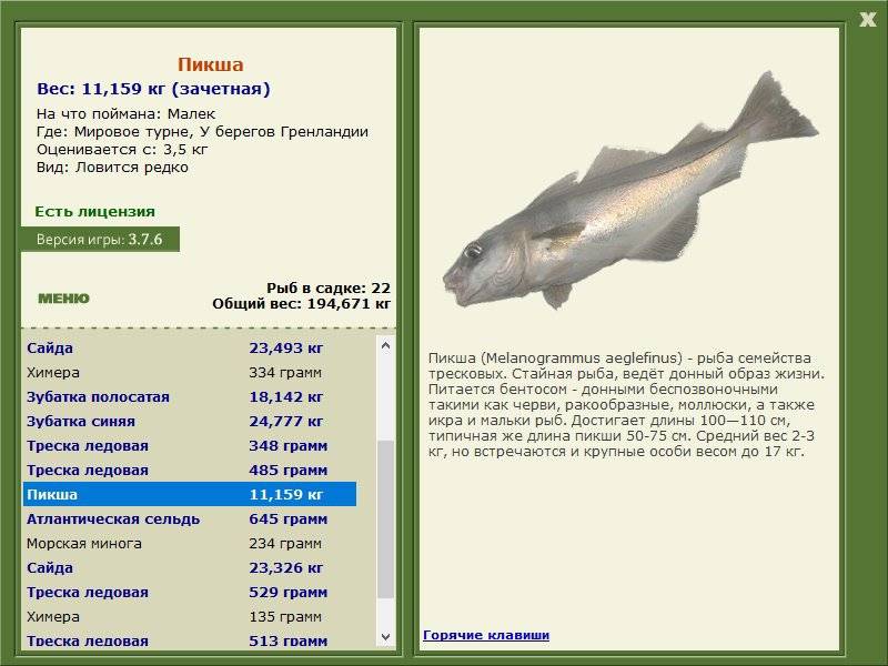 Рыба пикша: полезные свойства и вред для организма человека