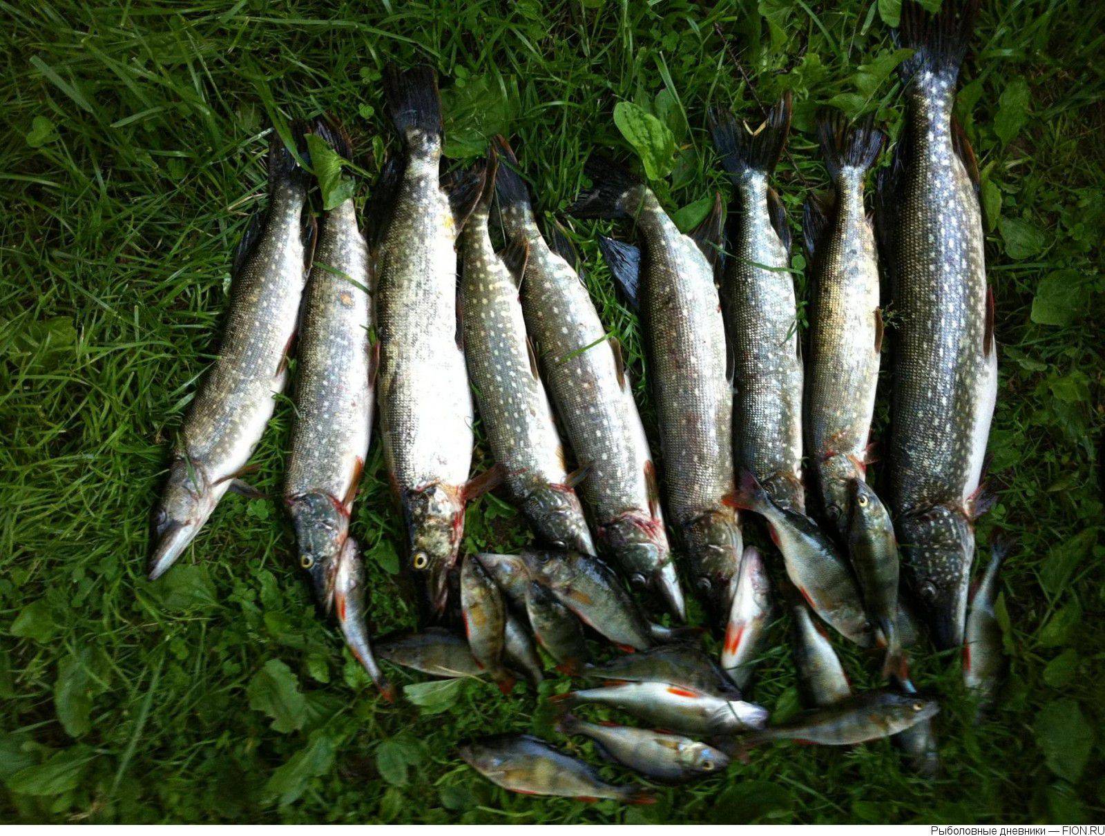 Лучшие места и особенности рыбалки на истринском водохранилище