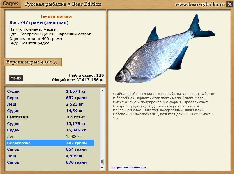 Рыба сопа: описание, места обитания, ловля : labuda.blog