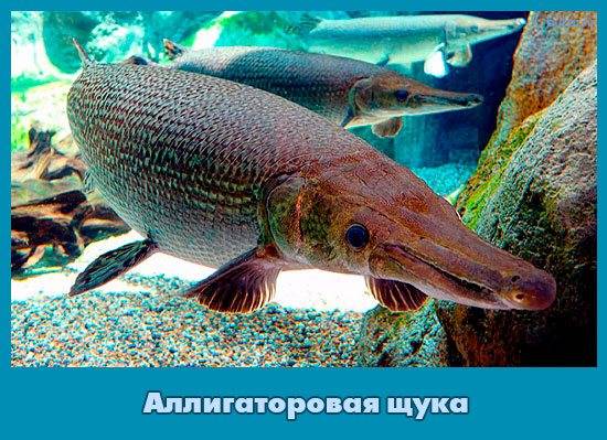 Топ-10 самых крупных пресноводных рыб мира (10 фото)