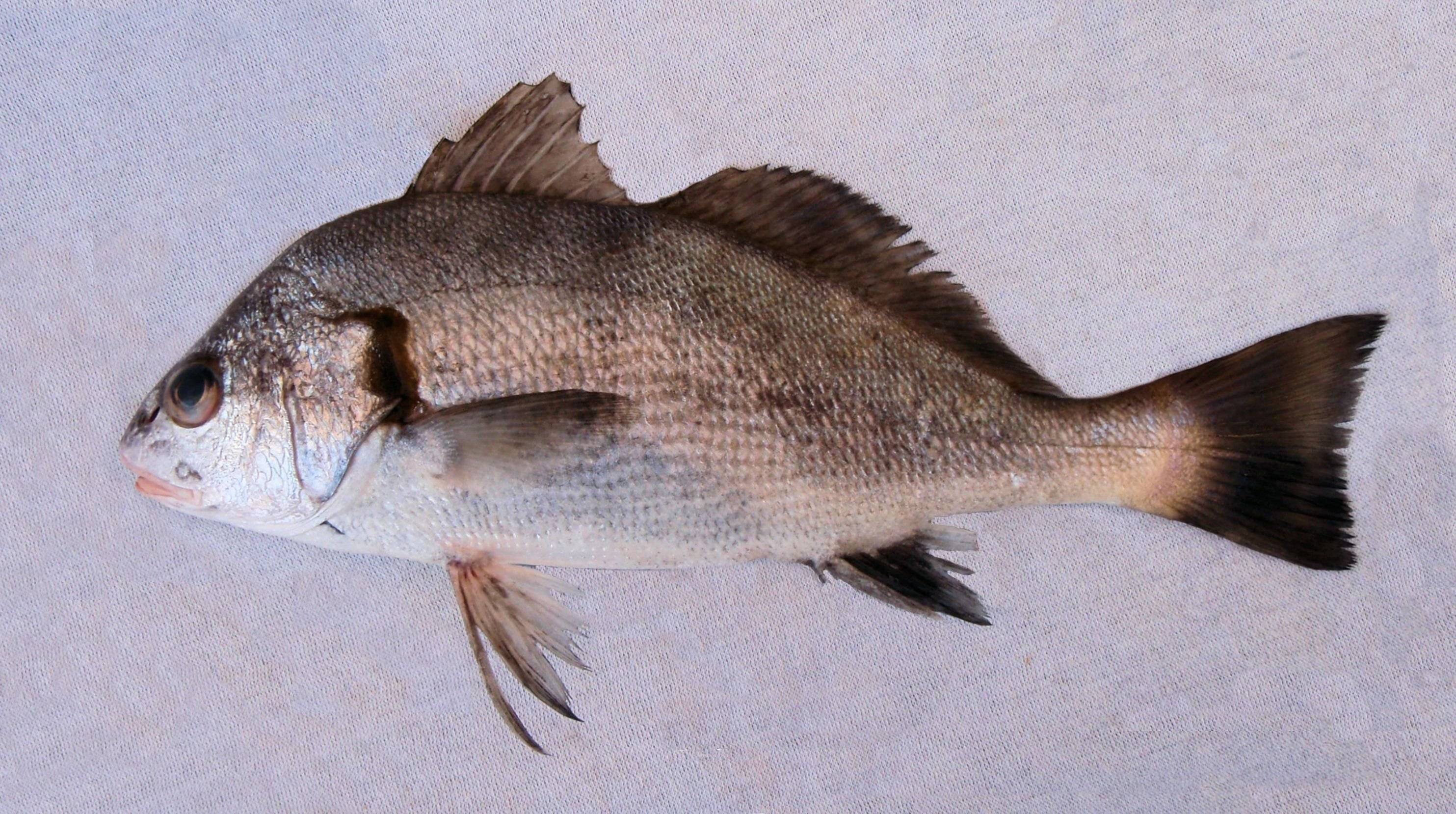 Рыба «горбыль светлый» фото и описание