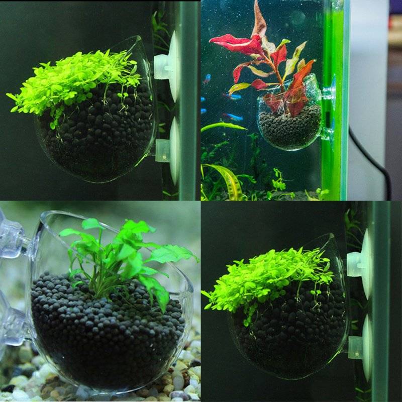 Как сажать растения в аквариуме: правильно посадить живые водоросли в грунт, чтобы не всплывали, фото