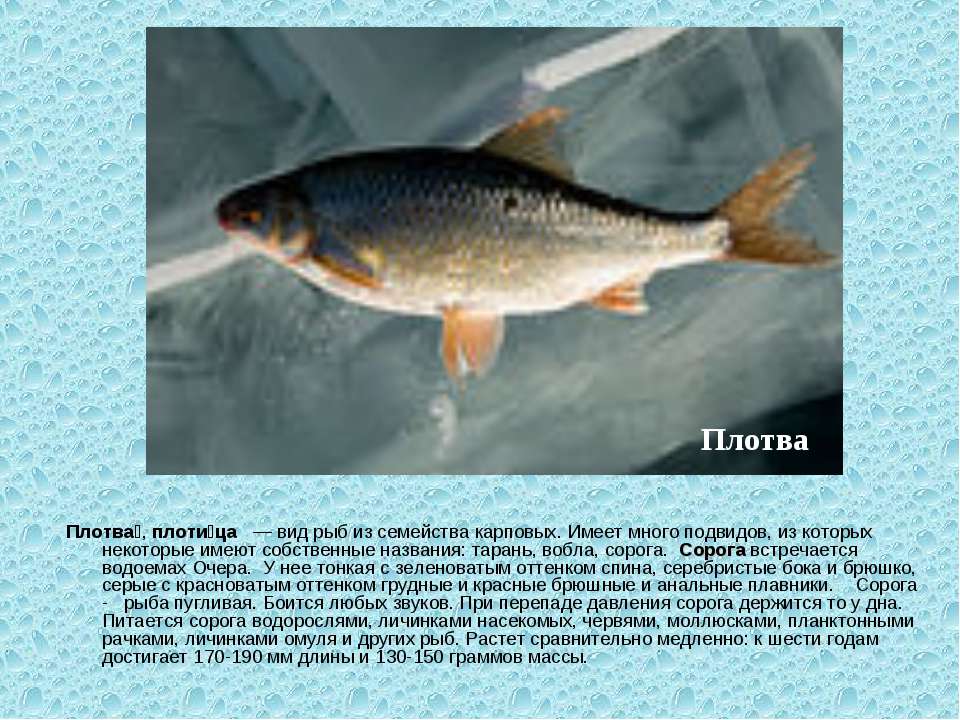 Рыбец рыба (сырть, вимба) — фото, описание, виды, где водится, на что и как ловить