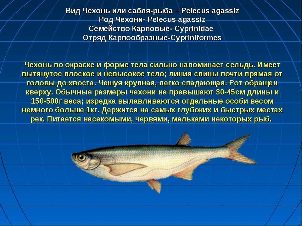 Рыба чехонь: описание, где водится, особенности повадки и фото, техника рыбалки