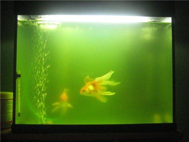 Что делать, если в аквариуме зеленеет вода