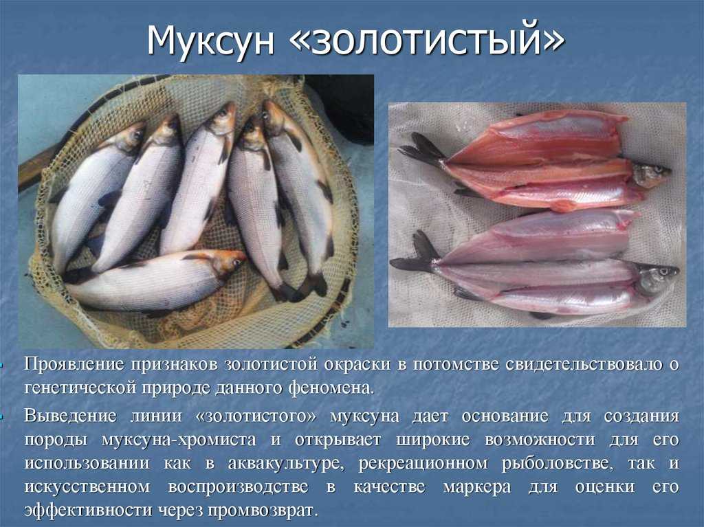 Рыба муксун: фото и описание, где водится, как выглядит