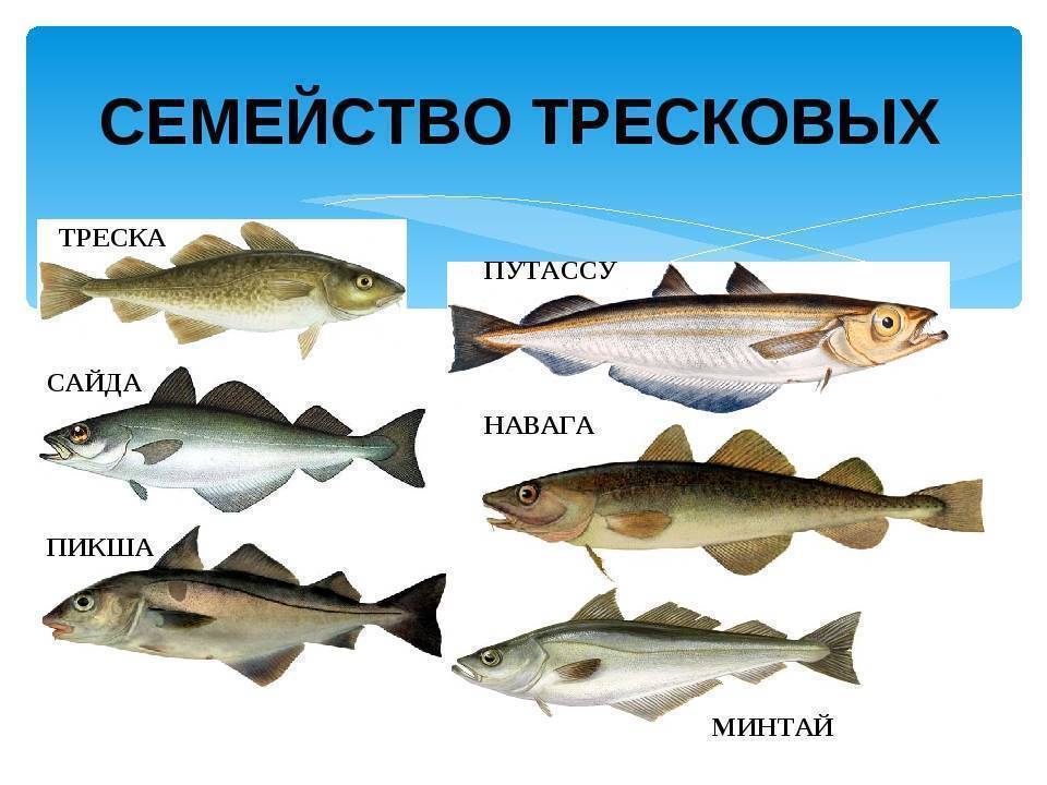 Виды рыб семейства тресковых, их описание и особенности