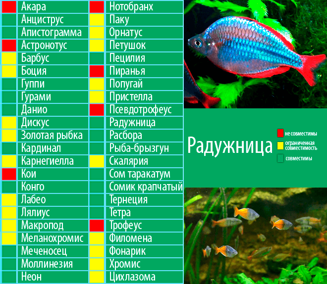 ᐉ рыба черный нож: содержание и совместимость с другими аквариумными рыбками - kcc-zoo.ru