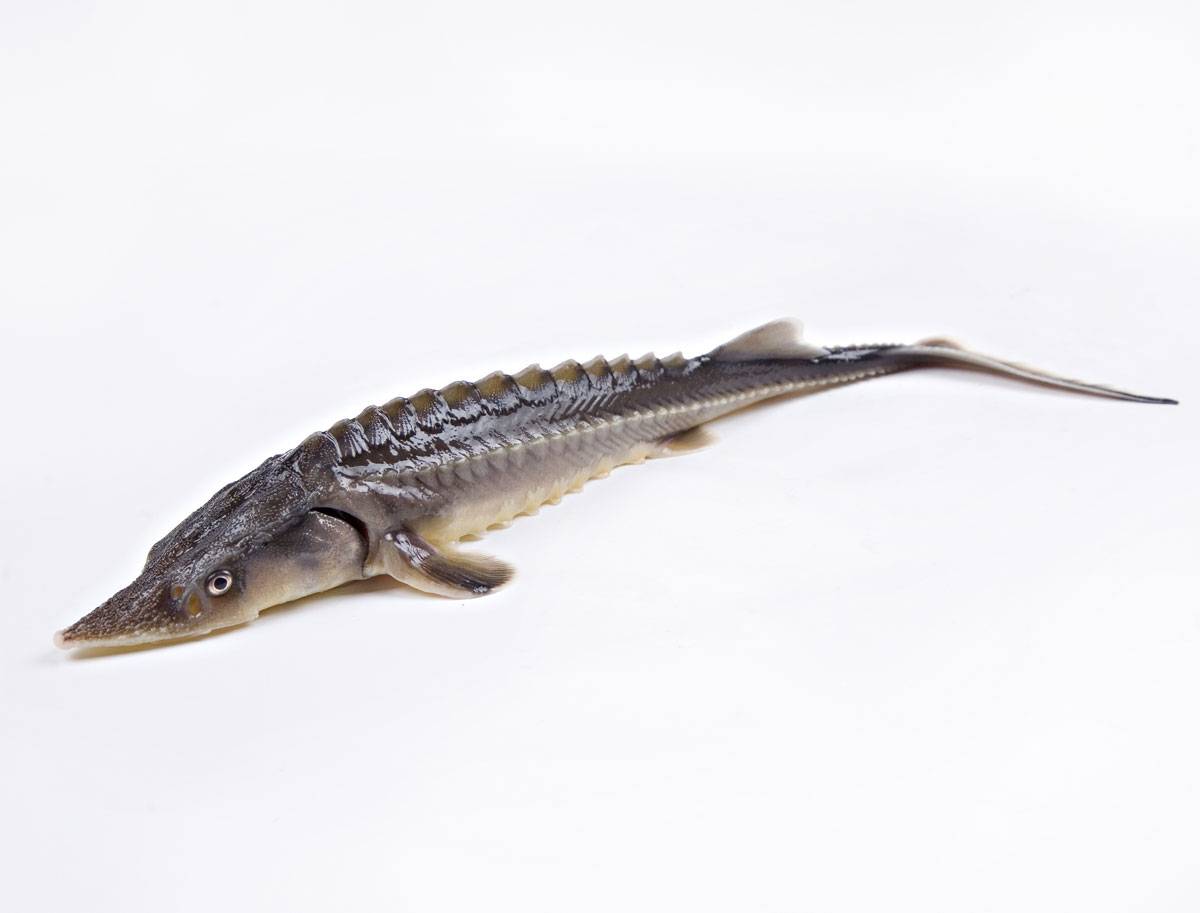 Рыба бестер: описание, особенности и виды