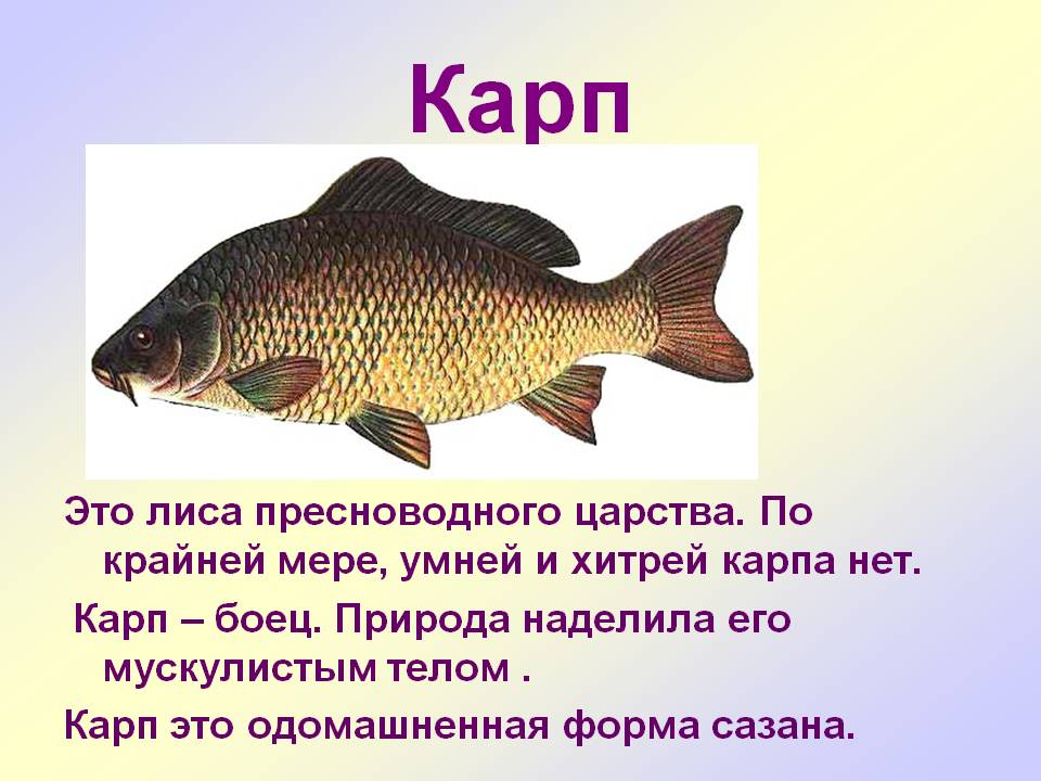 Солитер в рыбе - как выглядит, опасен ли для человека, как попадает, можно ли употреблять зараженную рыбу