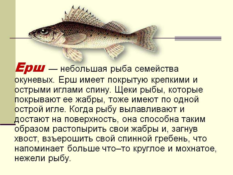 Рыбы удмуртии: образ жизни распространенных и редких видов — советы и рекомендации