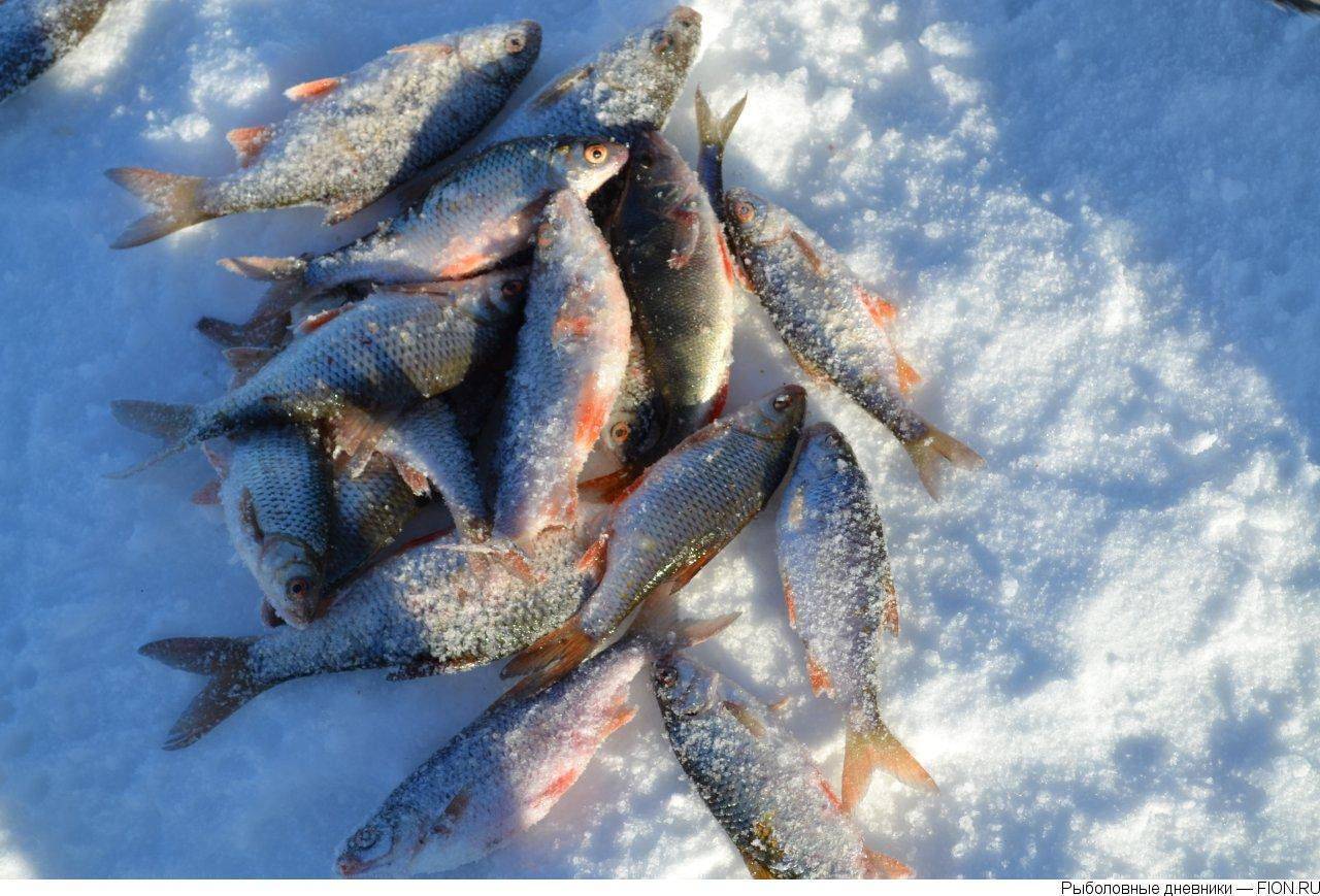 Отчеты о рыбалке на можайском водохранилище, базы отдыха, зимняя ловля и видео