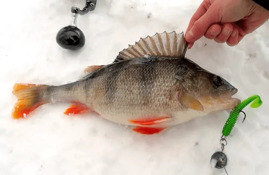 Лучшие наживки для зимней рыбалки. или как зимой не остаться без улова?!
