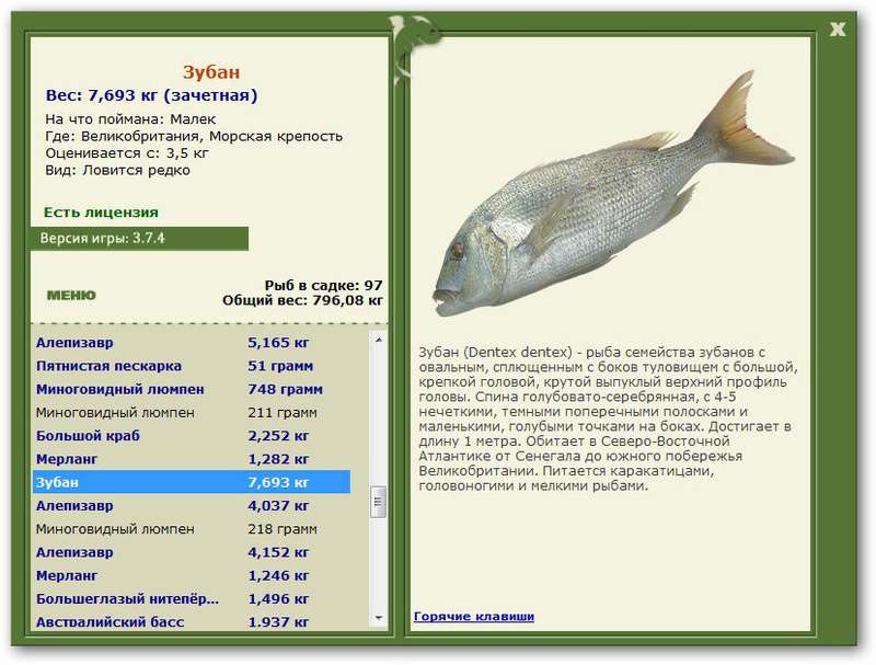 Рыба зубатка: описание, где водится, чем питается, виды