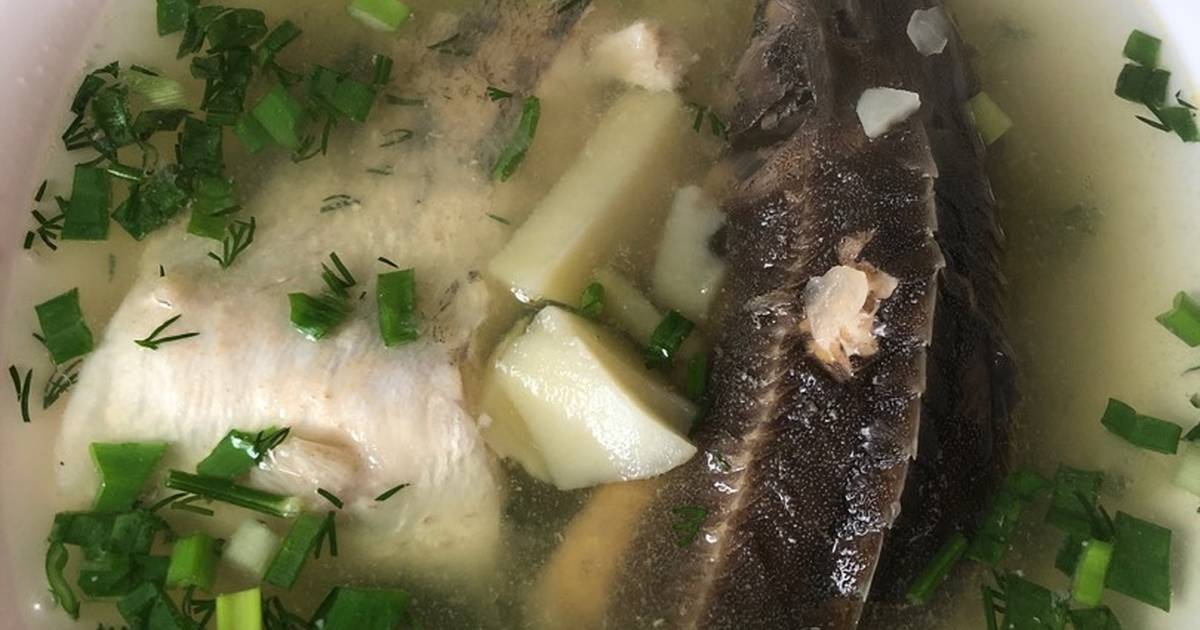 Суп из осетра: самый вкусный рецепт рыбного супа