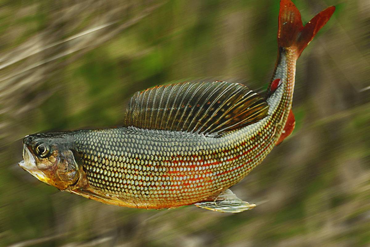 Хариус: описание рыбы, виды, места обитания, на что ловится