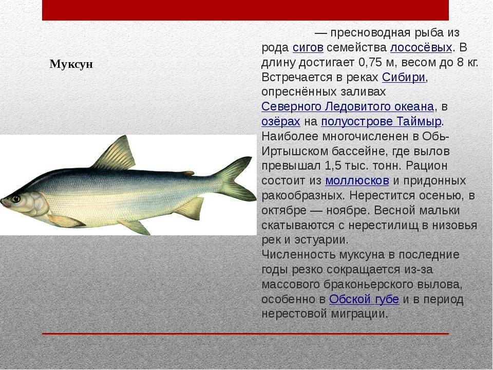 Муксун фото и описание – каталог рыб, смотреть онлайн