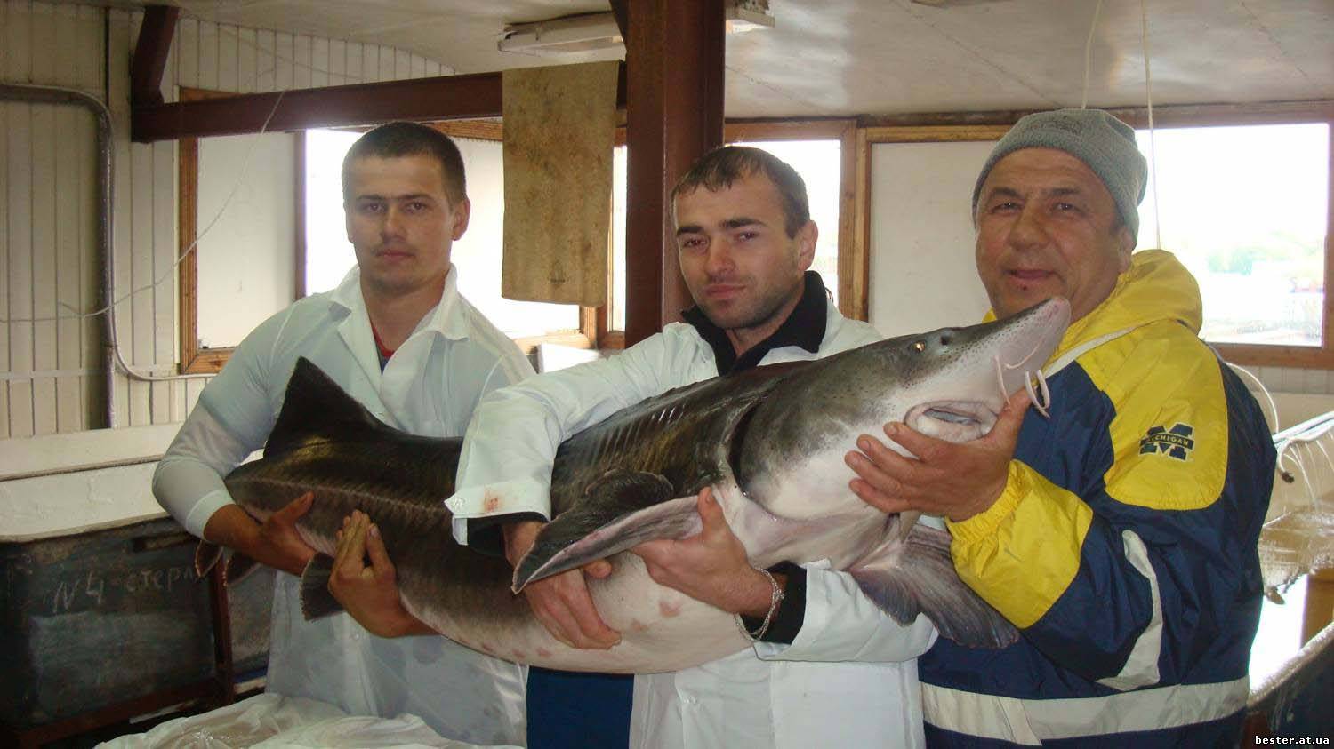 Бестер - рыба, выведенная российскими селекционерами. что за рыба такая - бестер? белуга со стерлядью