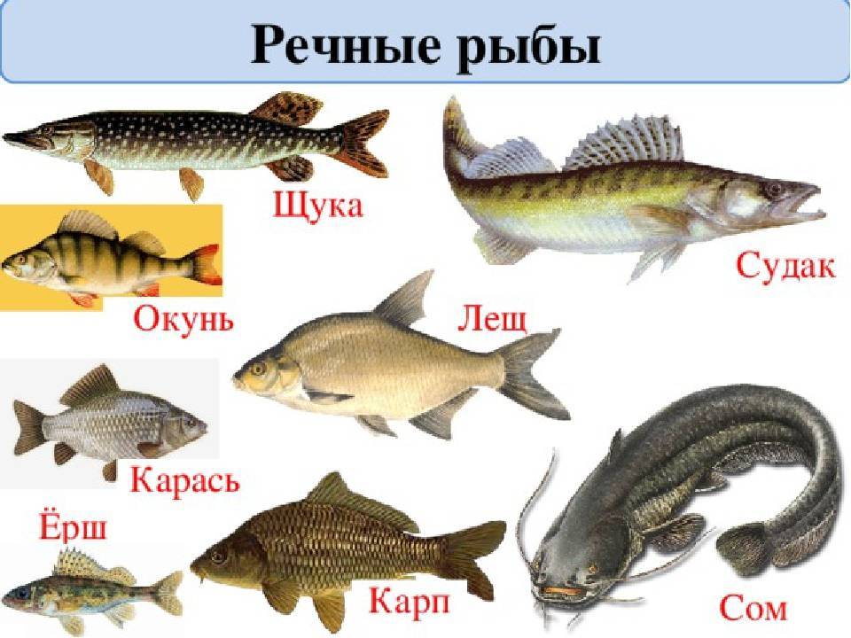 Карта рыболовных мест ростовской области
