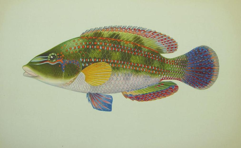 Рыба «губан-зеленушка» фото и описание