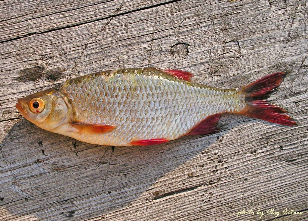 Рыба красноперка- все красноперке. как и когда ловить.