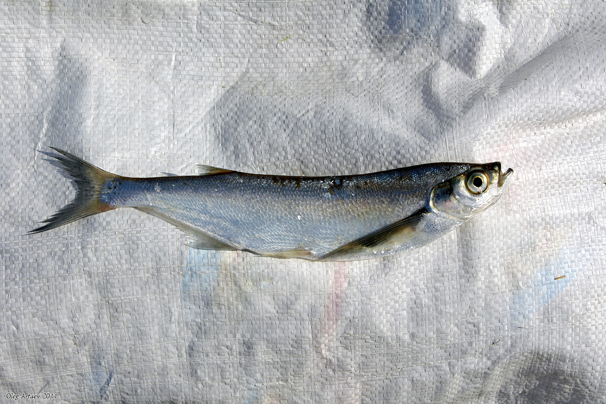 Чехонь — описание и образ жизни рыбы, рыбалка, рецепты, фото, видео