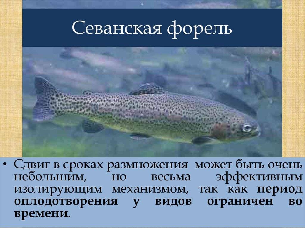 Севанская форель ишхан рыба: описание вида