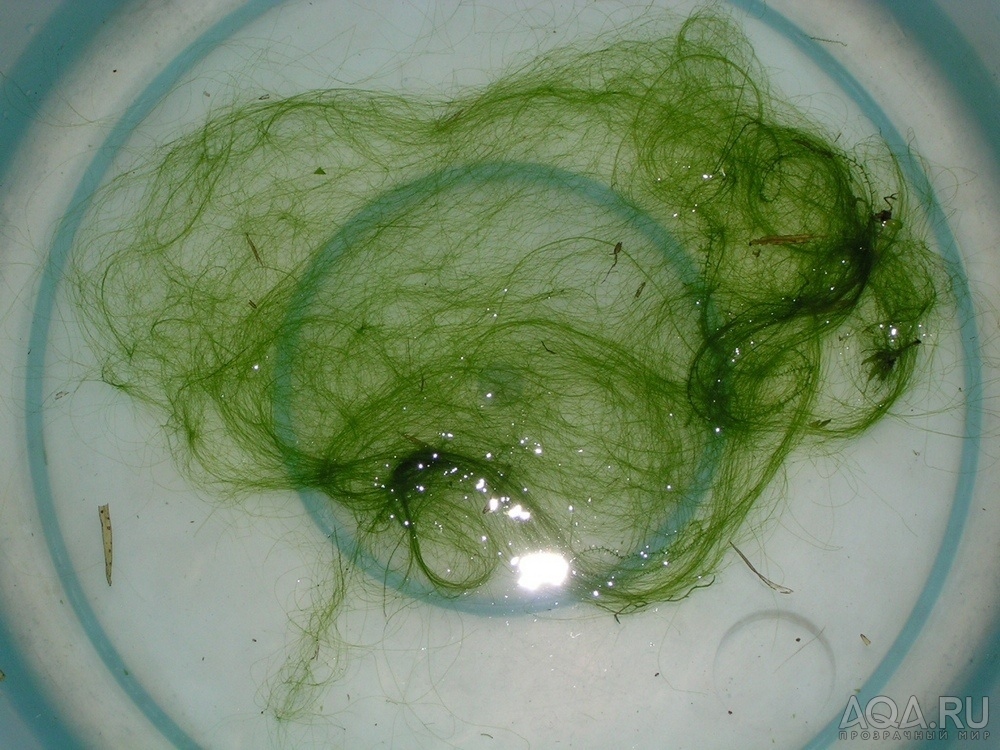Нитчатка – зеленые водоросли