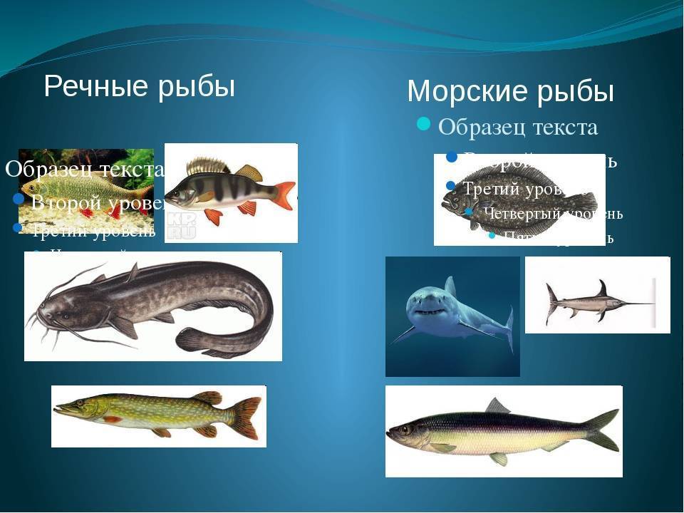 Название групп рыб. Рыбы морские и Пресноводные. Рыбы Пресноводные и морские для детей. Морские и речные рыбы для детей. Рыбы морские Пресноводные аквариумные.