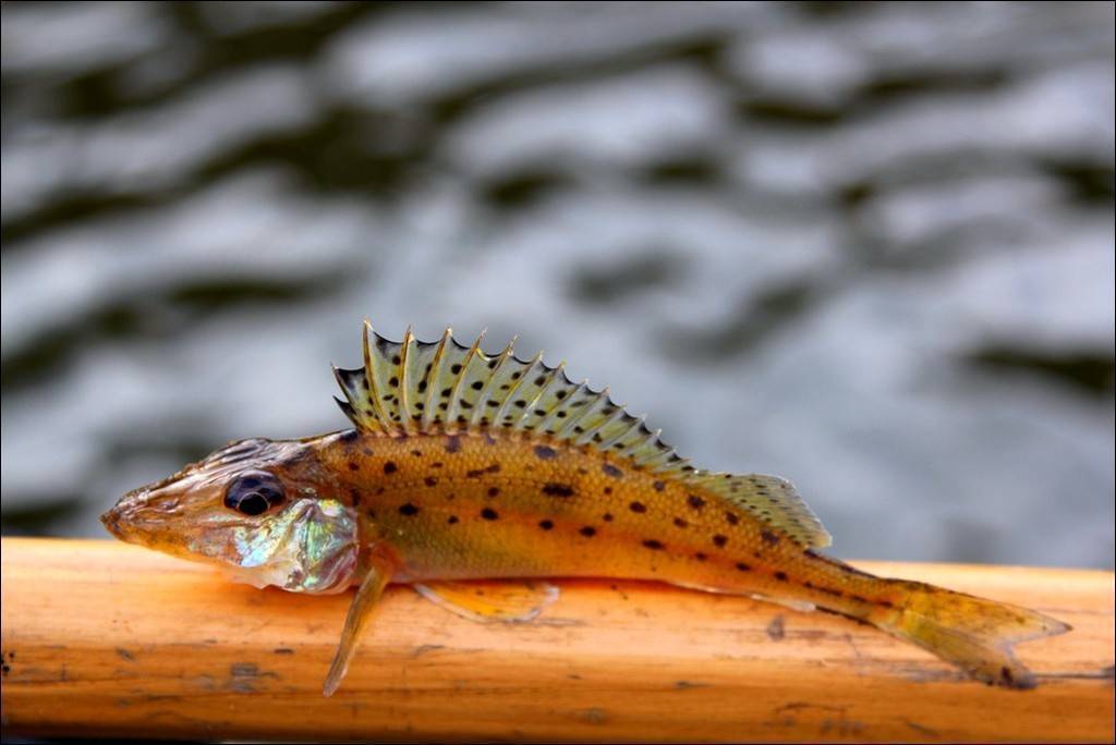 Рыба ерш: фото, как выглядит и на что клюет, особенности поведения, образа жизни и среды обитания, характеристика рыбы