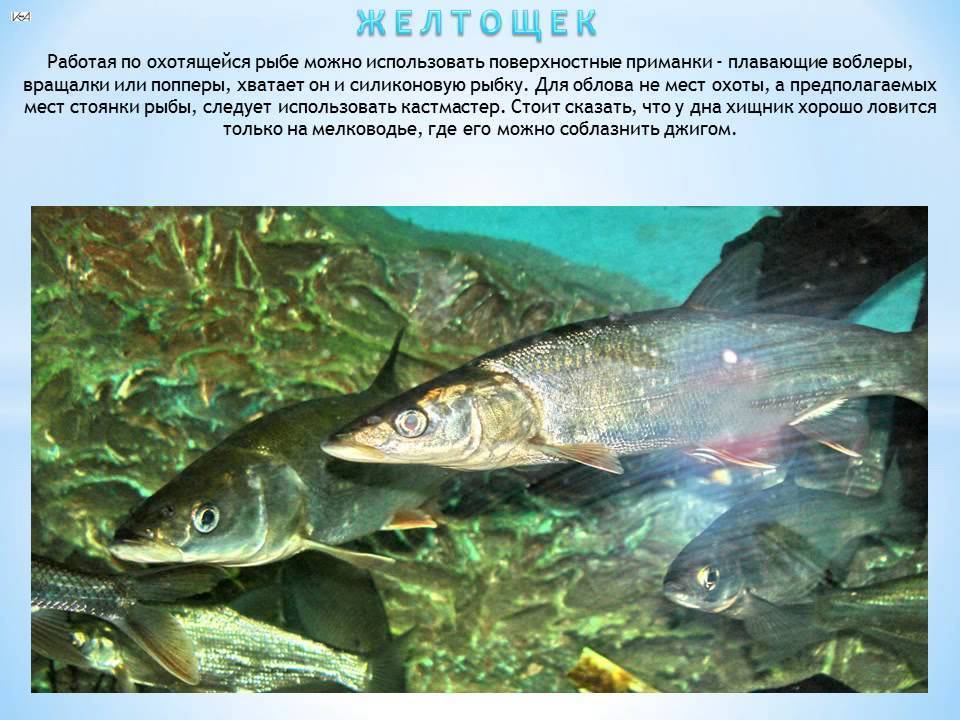 Рыба желтый полосатик. калорийность и вред желтого полосатика