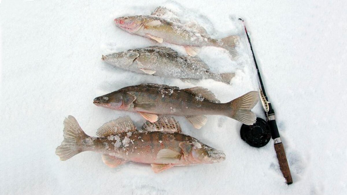 Ловля судака на тюльку зимой - снасти, оснастка, монтаж и техника ловли