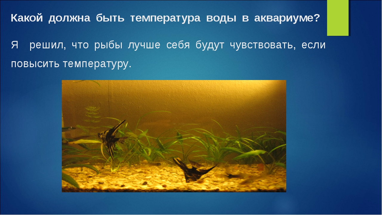 Температура воды в аквариуме для рыбок: какая должна быть оптимальная, как поддерживать, перегрев, переохлаждение, перепады, таблица для разных видов