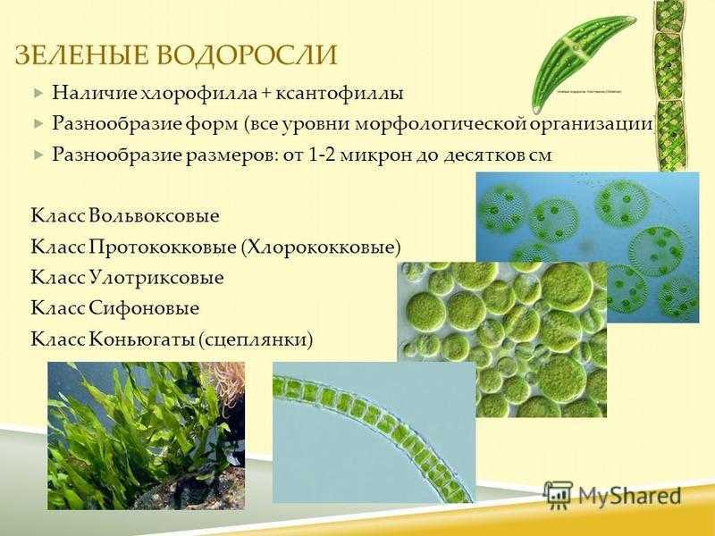 4 признака водорослей. Систематика зеленых водорослей. Классы зеленых водорослей таблица. Chlorophyta отдел зелёные водоросли. Зеленые водоросли хлорофилл и пигменты.