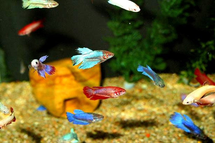 Рыбка петушок: размножение, уход и содержание