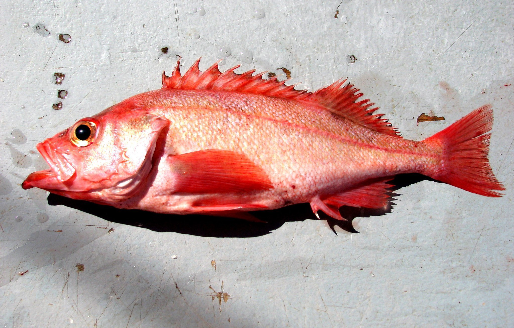 Рыба «морской окунь голубой» фото и описание